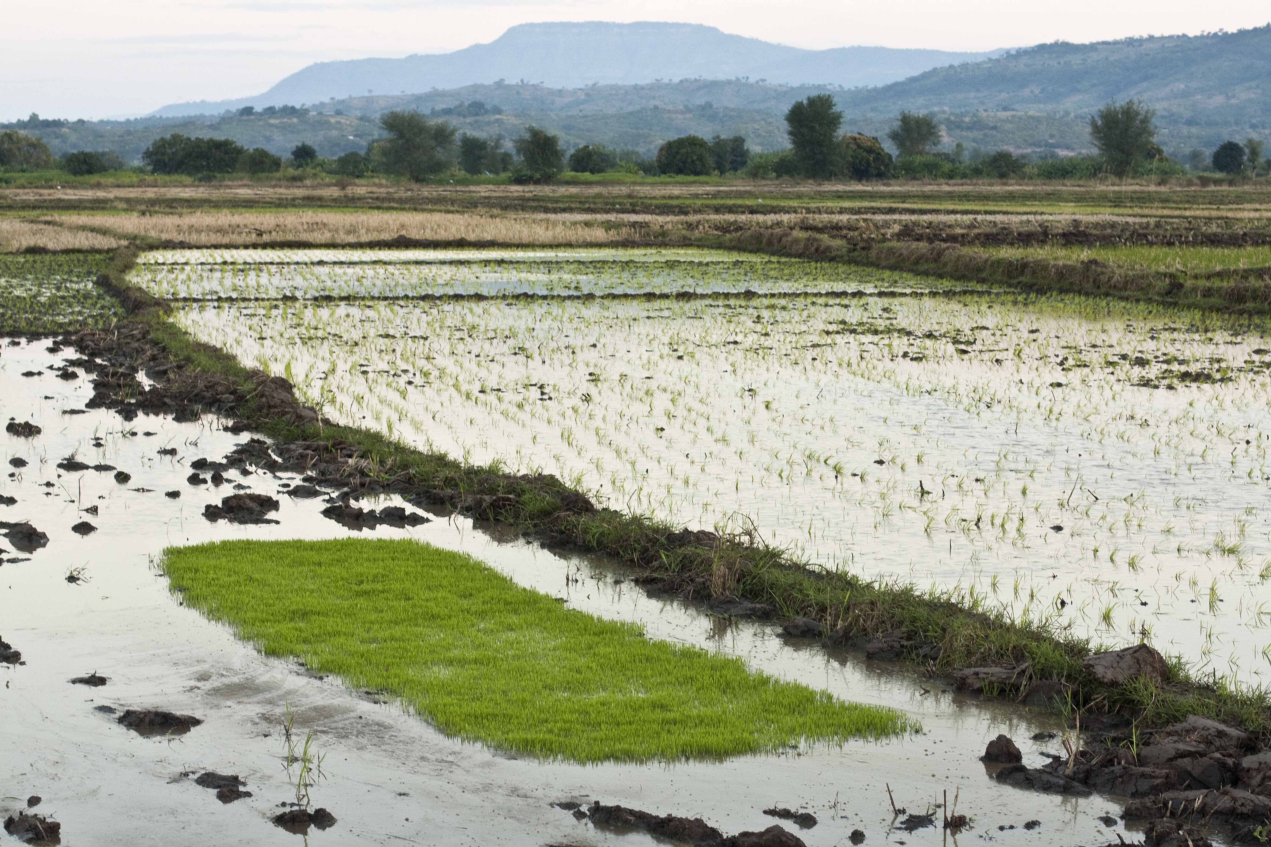 Karonga Rice Fields